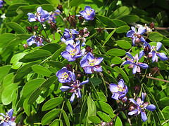 guaifenesin for fibromyalgia, guaiacum sanctum plant